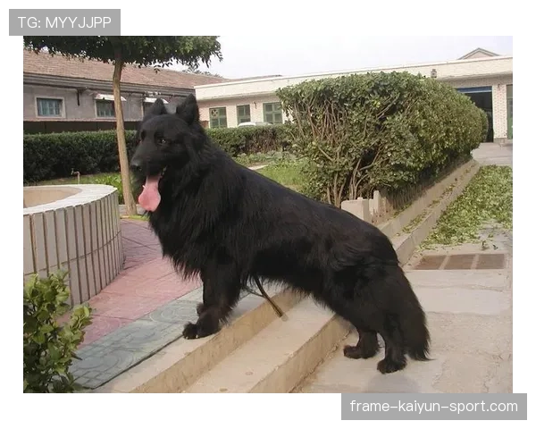 俄罗斯黑熊闯入城市致命事件引关注，俄罗斯黑熊犬